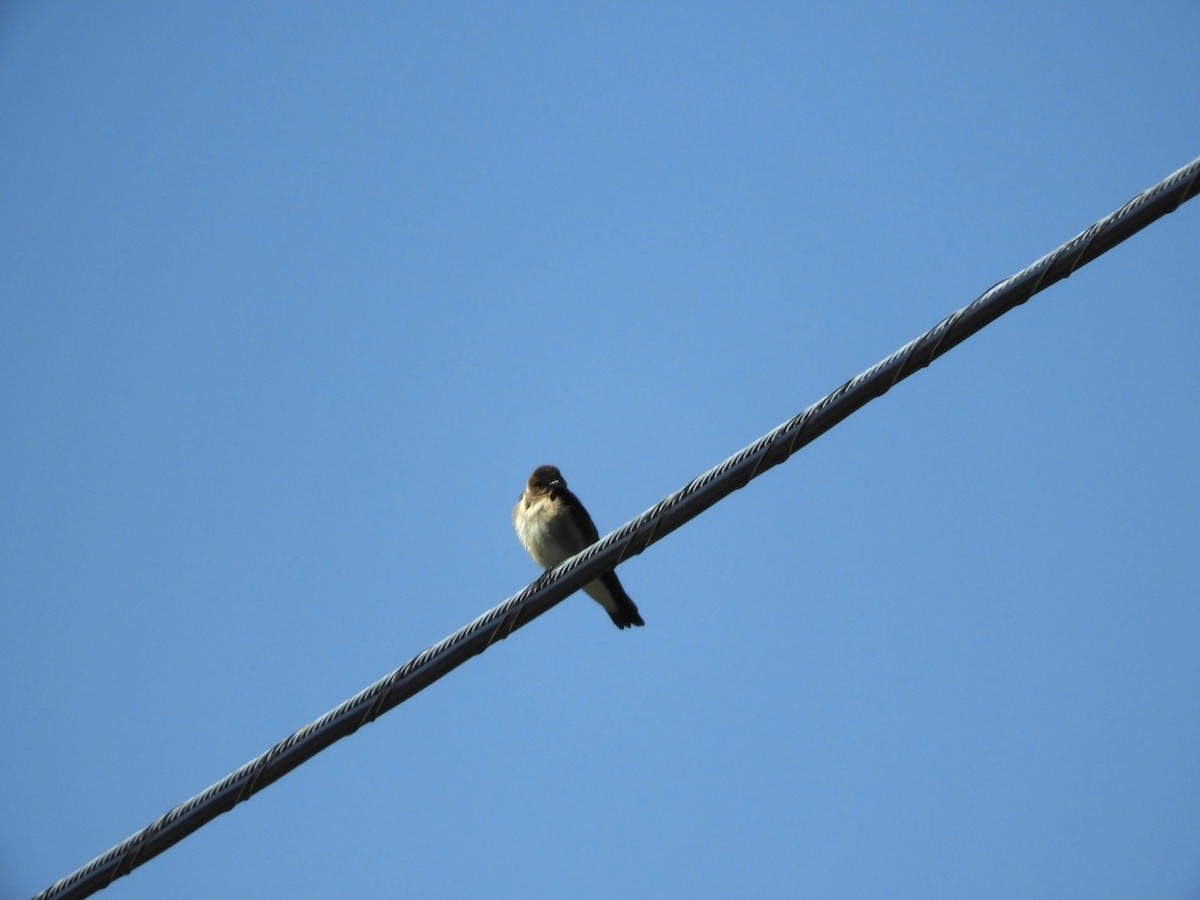 Golondrina Aserrada - ML97271351