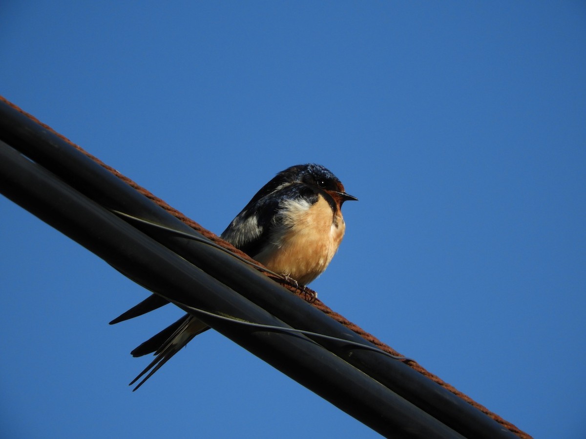 Barn Swallow - ML97271361