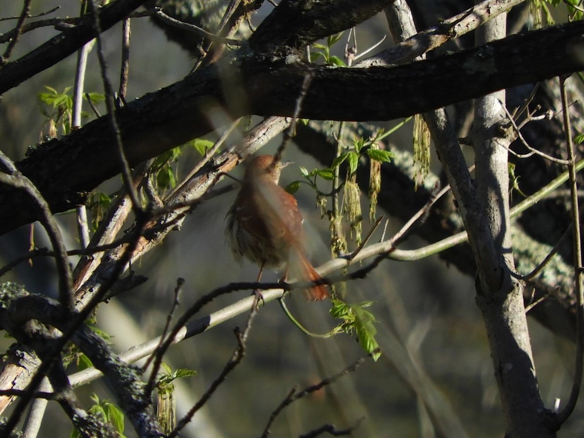 Brown Thrasher - ML97271381