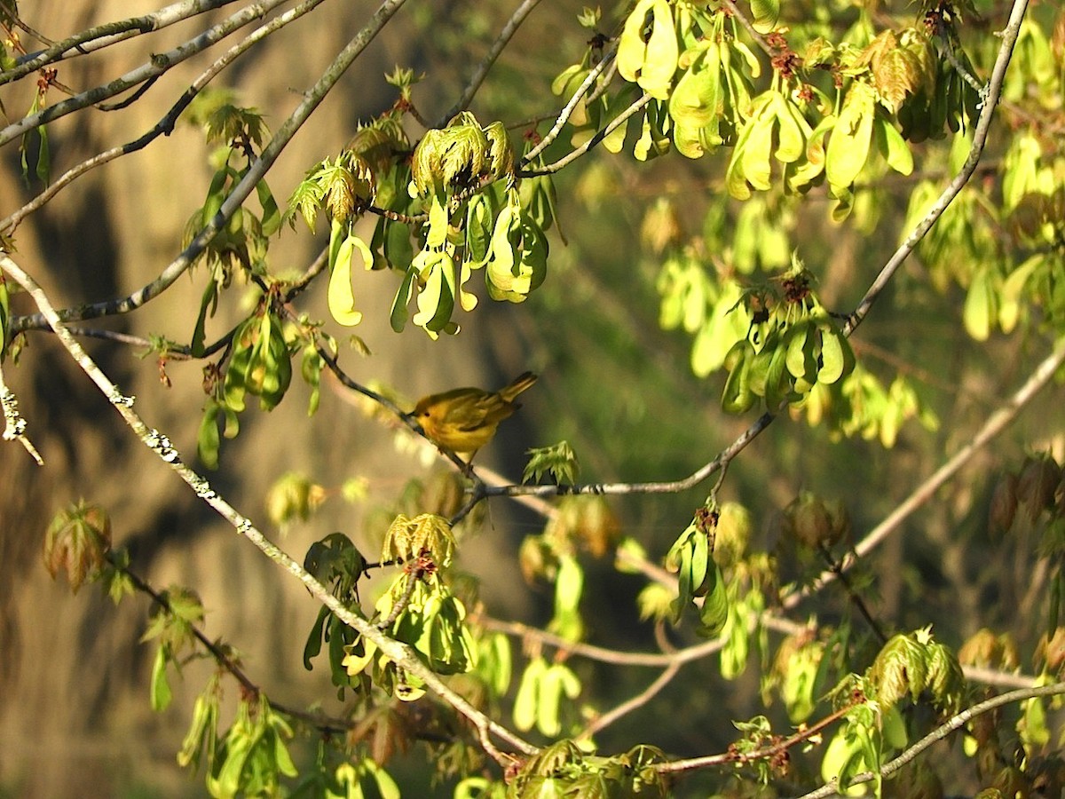 Yellow Warbler - ML97271391