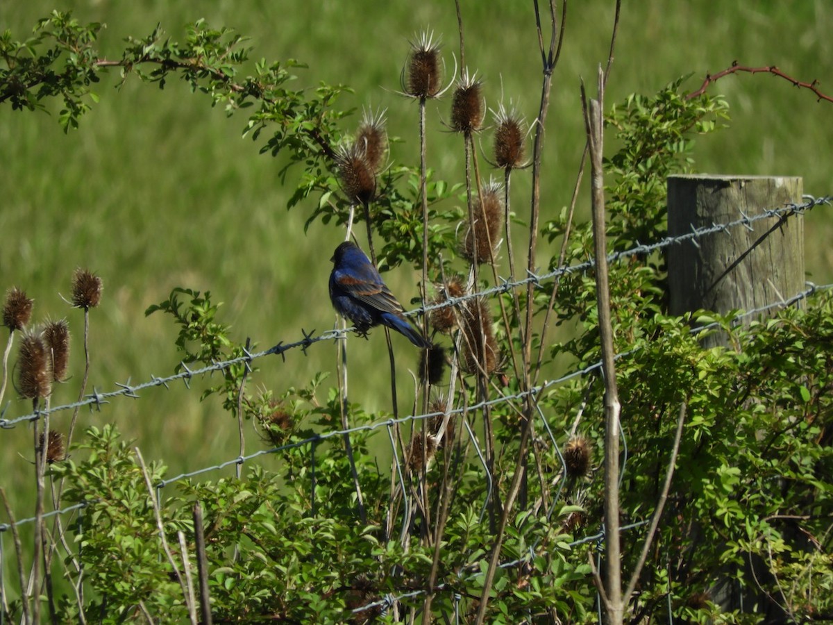 Blue Grosbeak - ML97271481