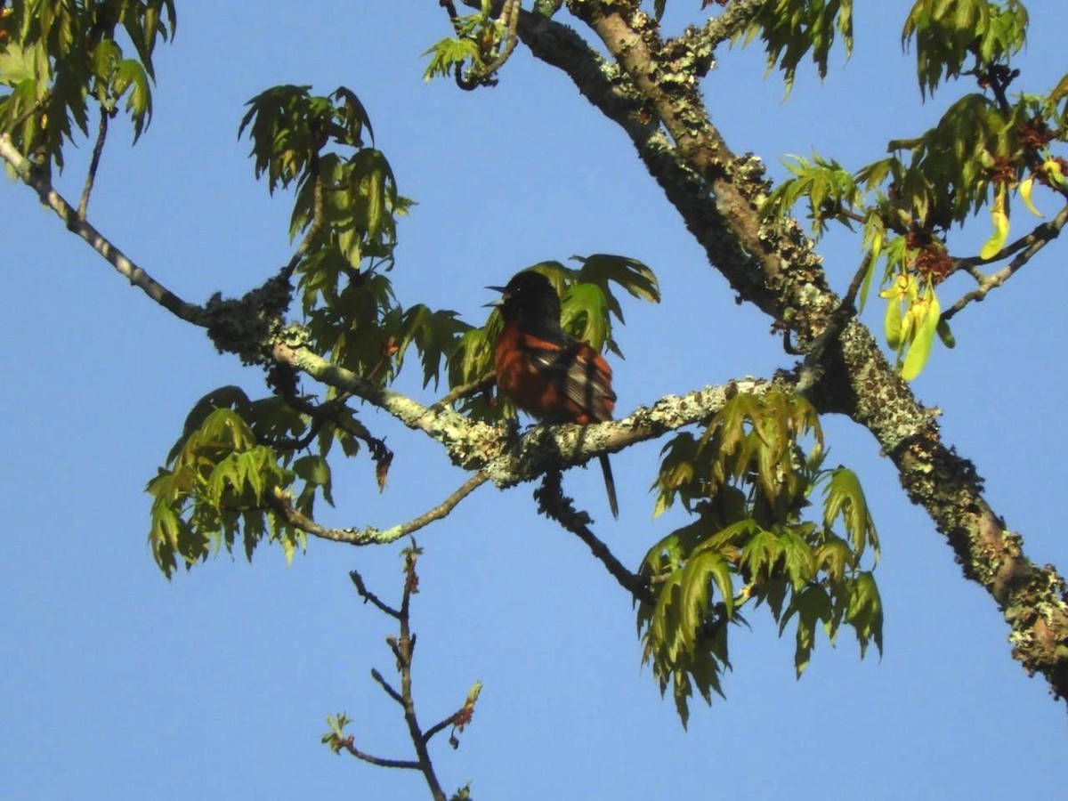 Orchard Oriole - ML97271511