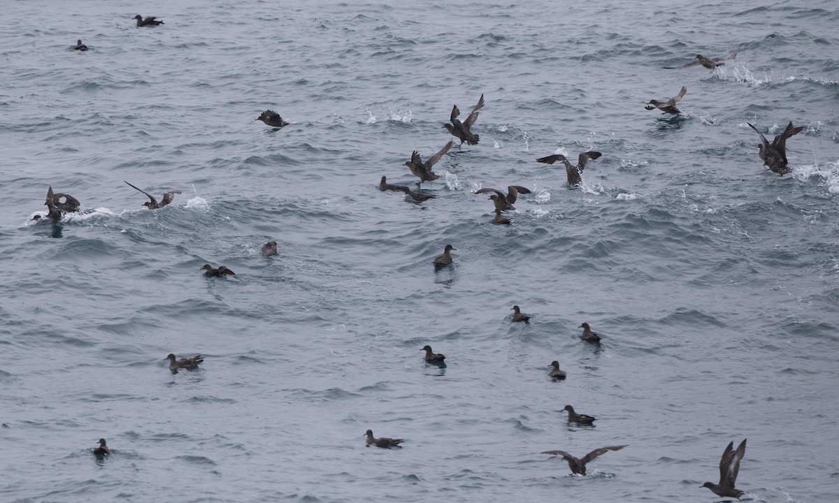 Sooty Shearwater - ML97271551