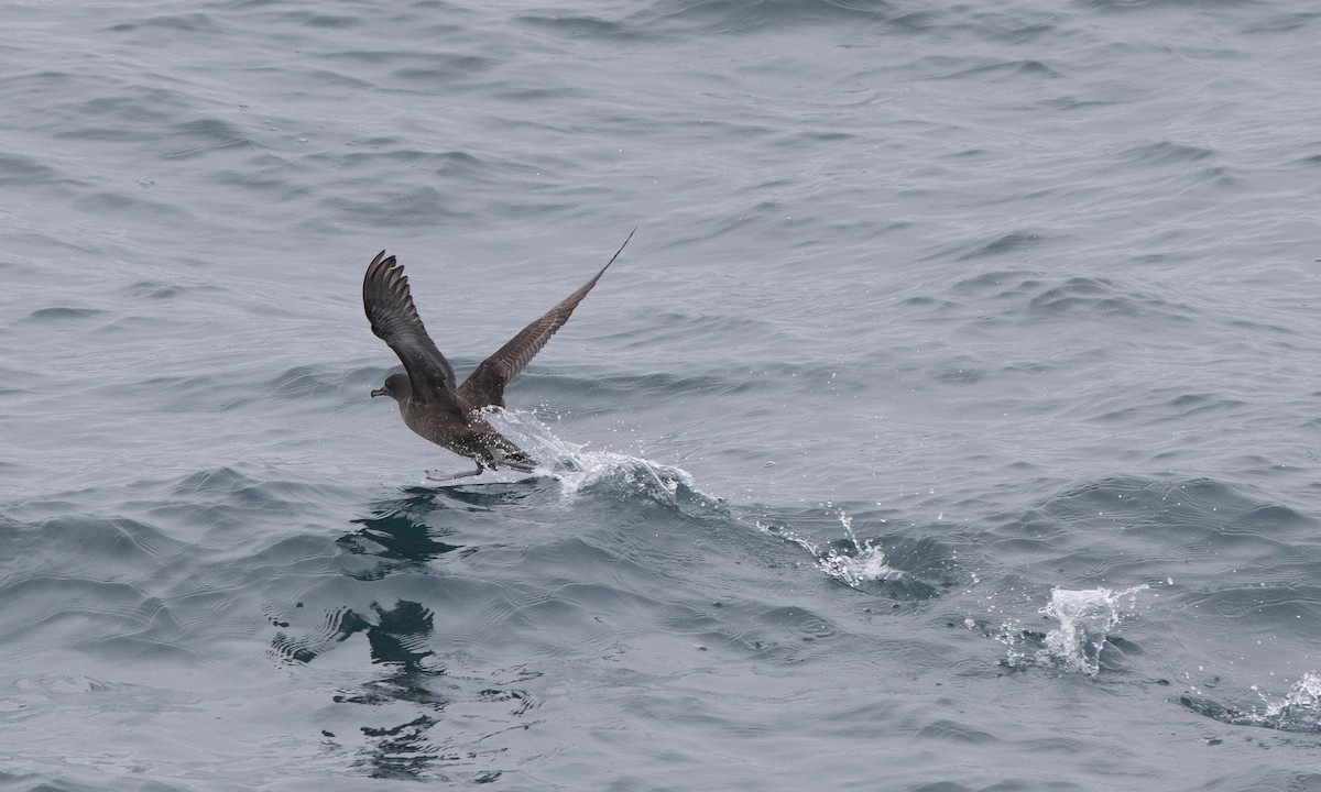 Sooty Shearwater - ML97271571