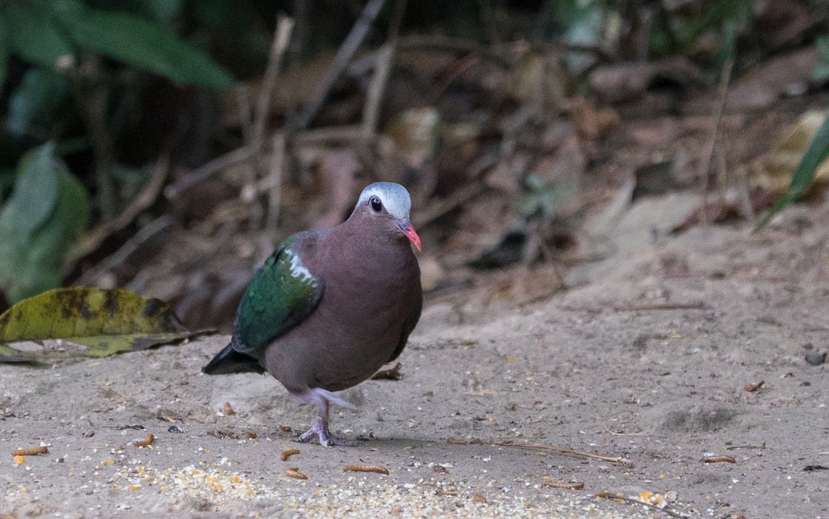 Palomita Esmeralda Cabecigrís - ML97272431