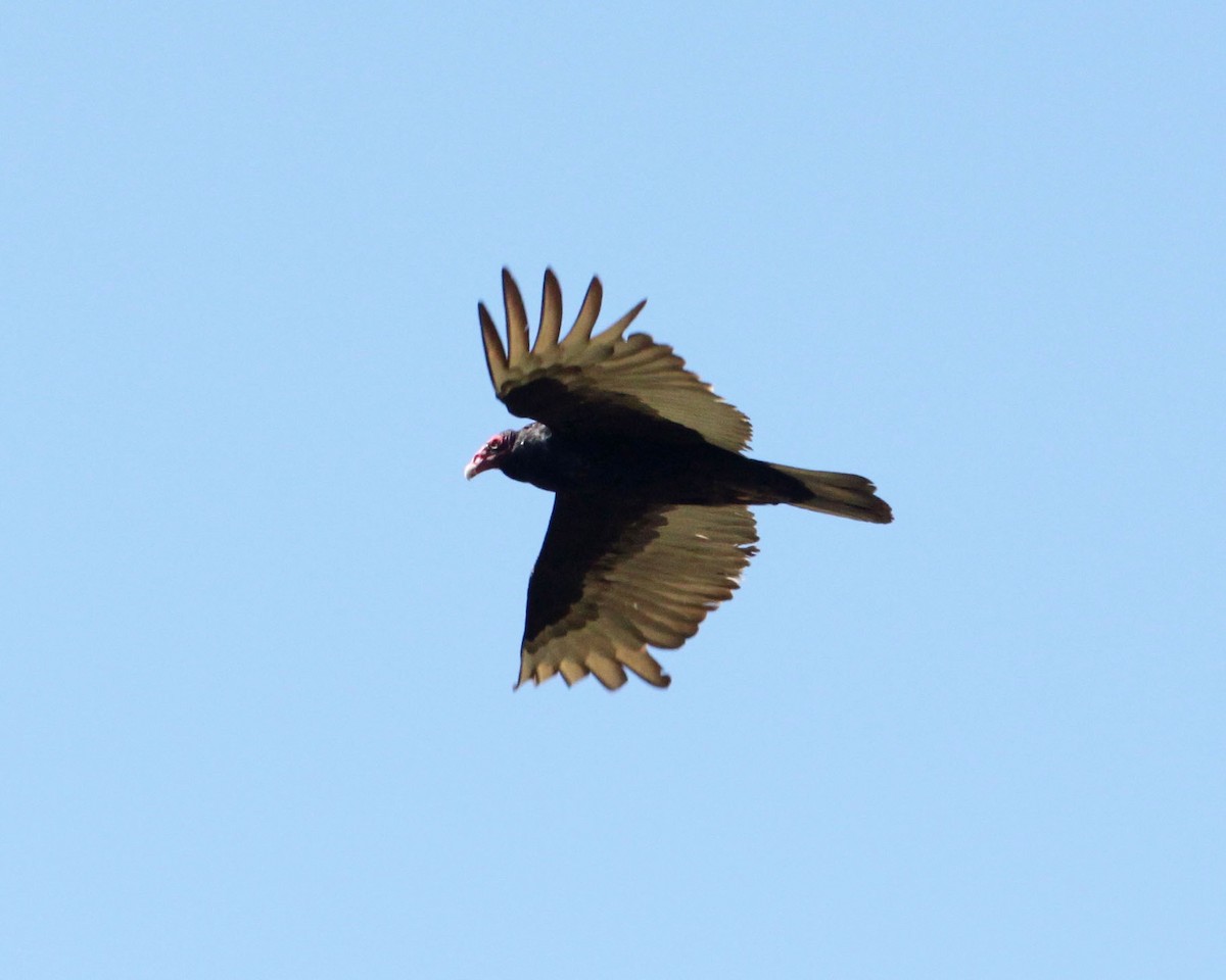 Turkey Vulture - ML97272611