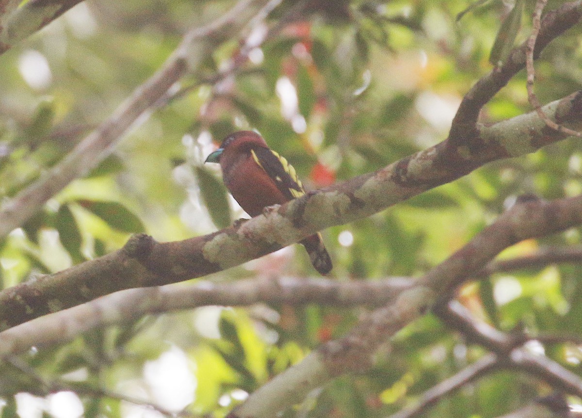 Banded Broadbill - ML97272701