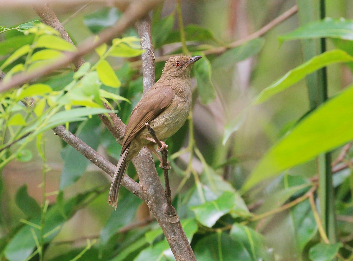 Red-eyed Bulbul - ML97272801