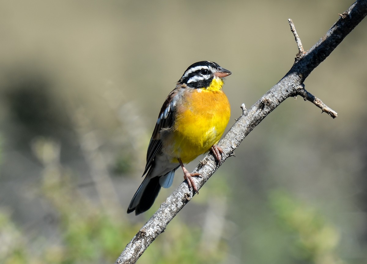 Golden-breasted Bunting - Bruce Wedderburn