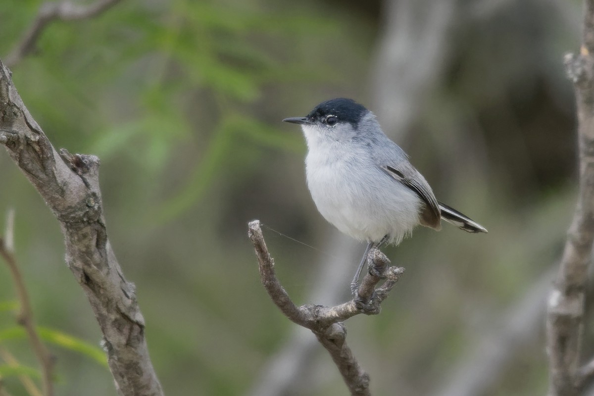 Black-tailed Gnatcatcher - ML97273861