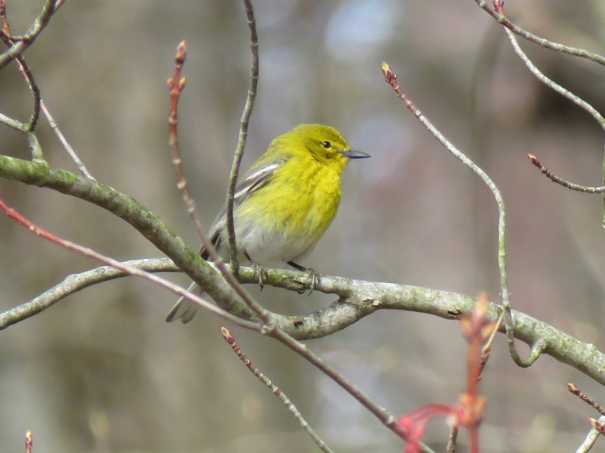 Pine Warbler - ML97274201