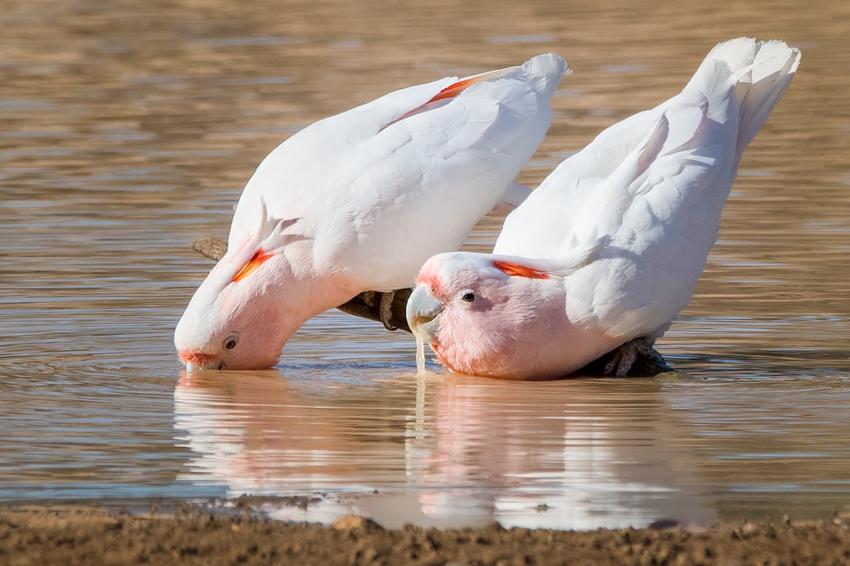 Pink Cockatoo - ML97274311