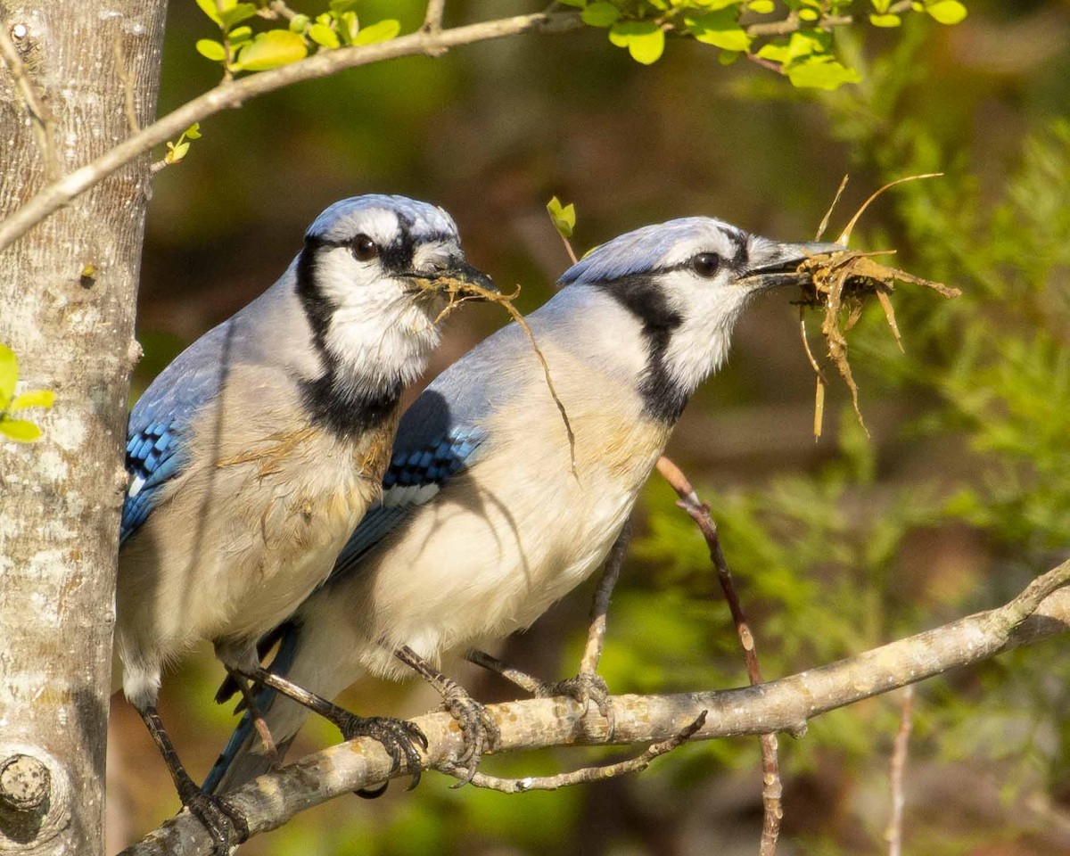 Blue Jay - Keith Kennedy
