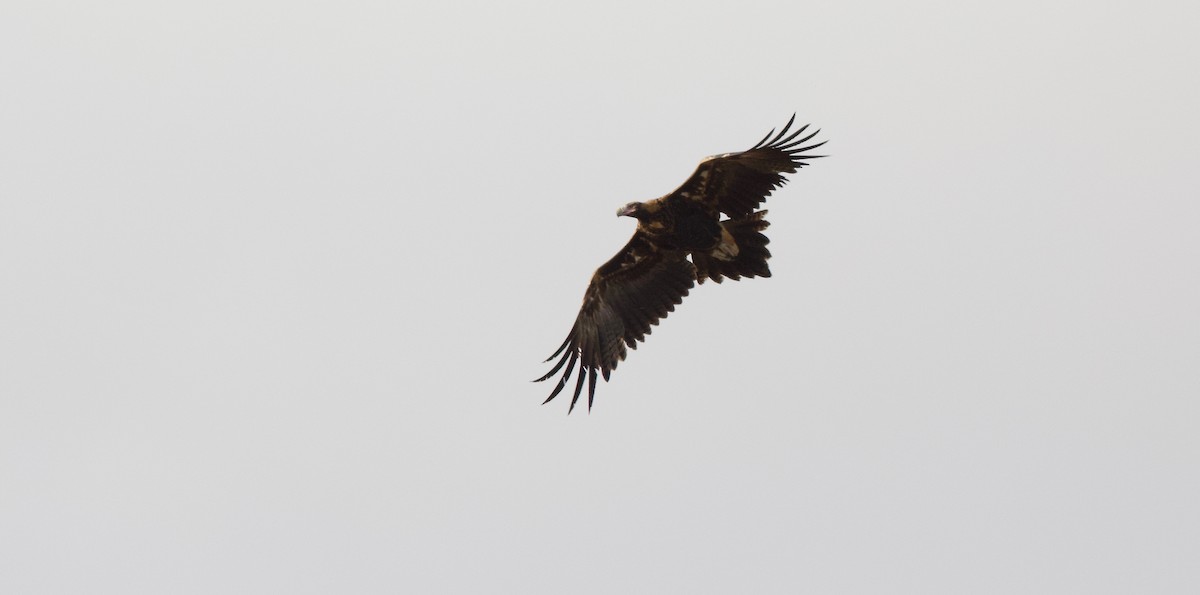 Wedge-tailed Eagle - ML97274991