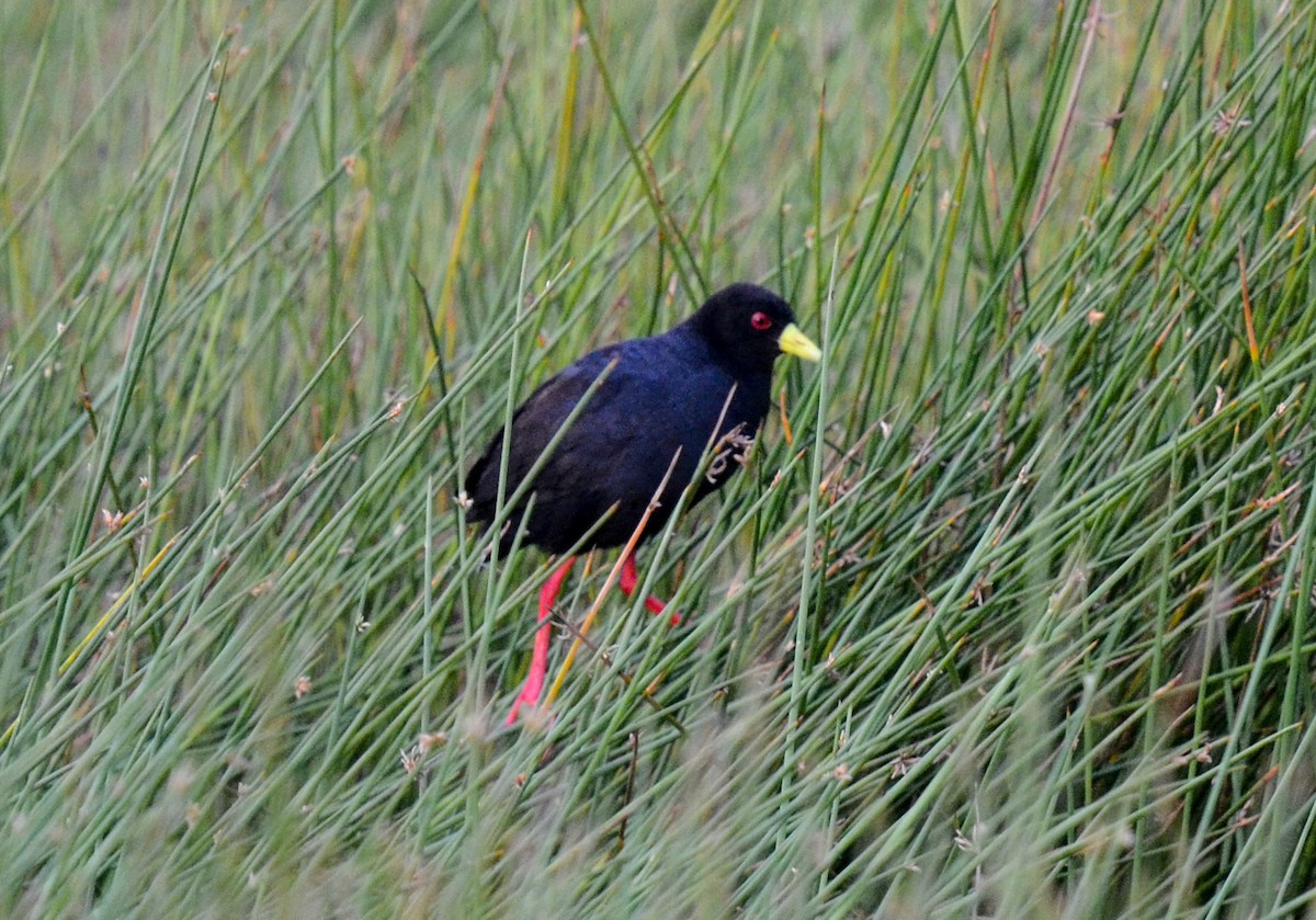 Black Crake - Bruce Wedderburn