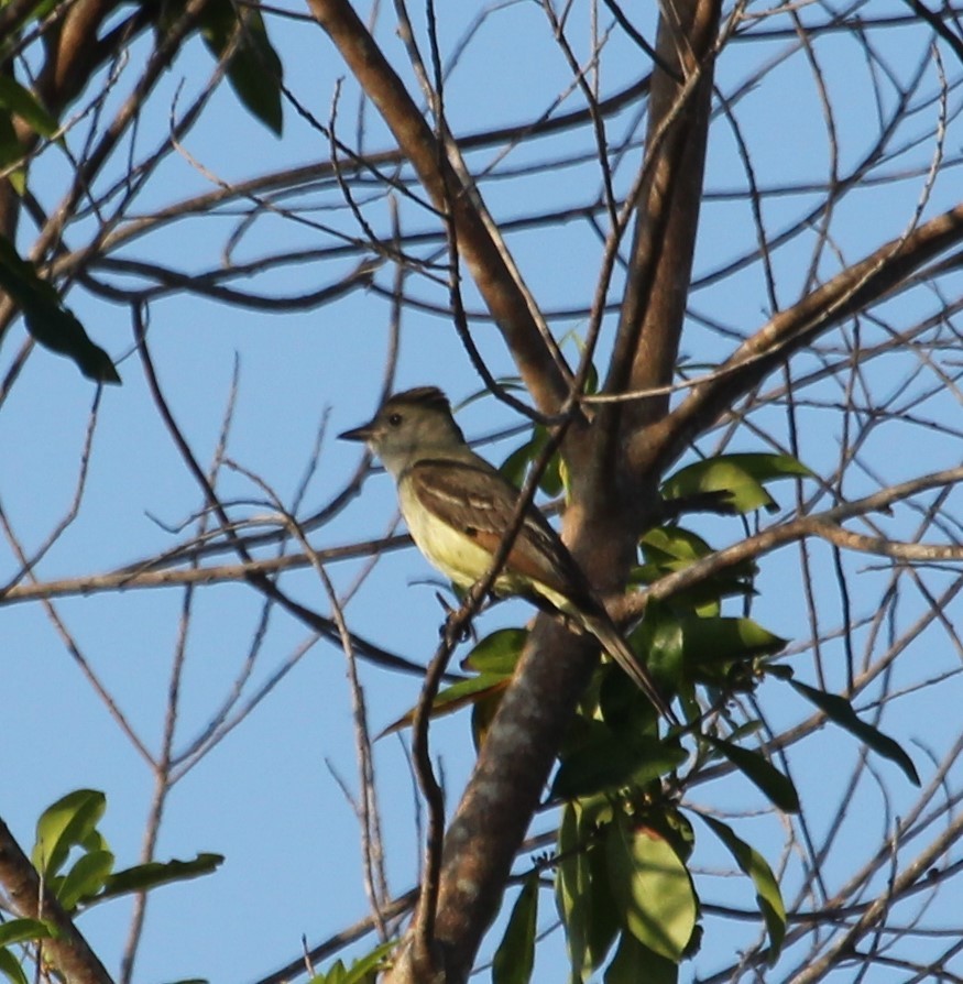 Great Crested Flycatcher - James Reed