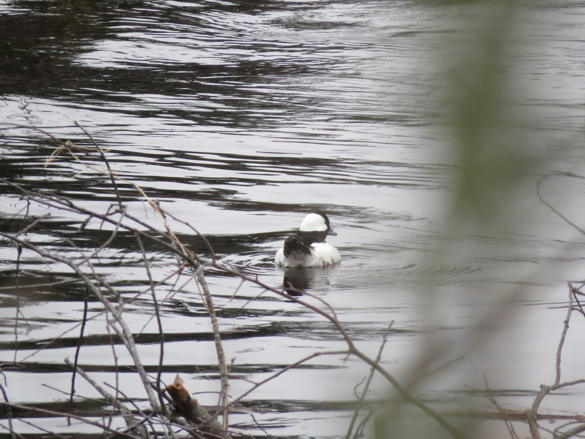 Bufflehead - ML97278491