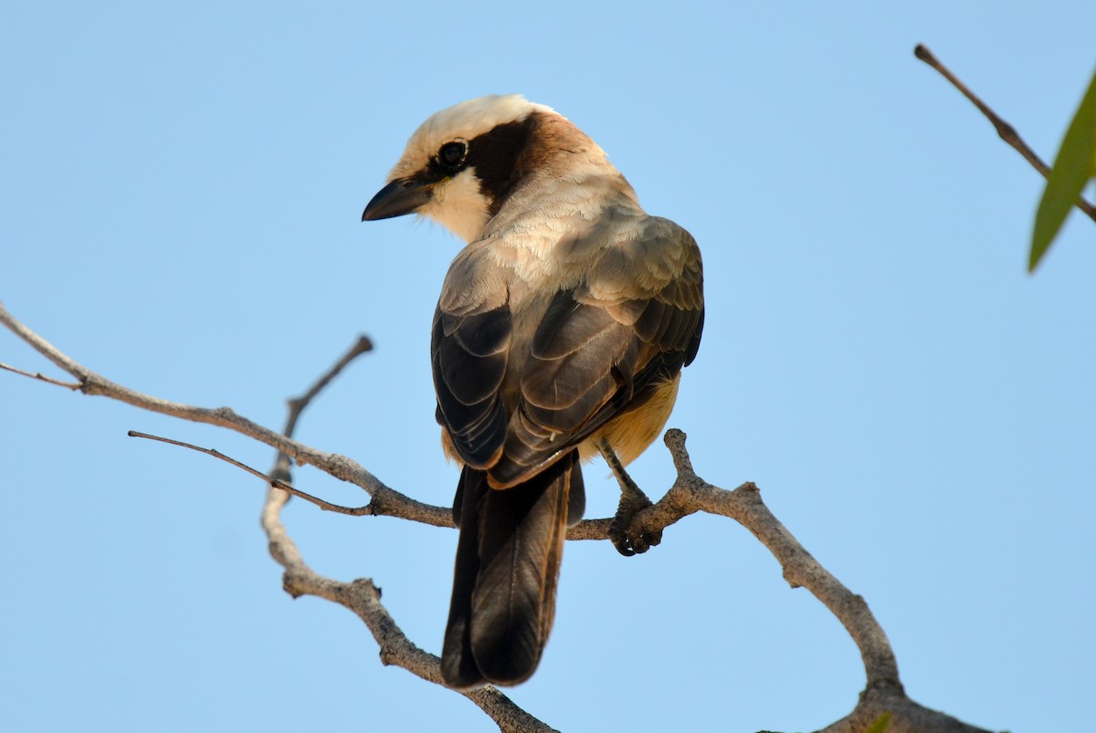 White-crowned Shrike - Bruce Wedderburn