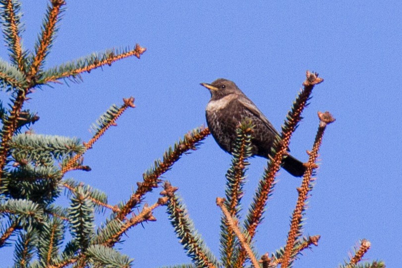 Белозобый дрозд (torquatus) - ML97280261