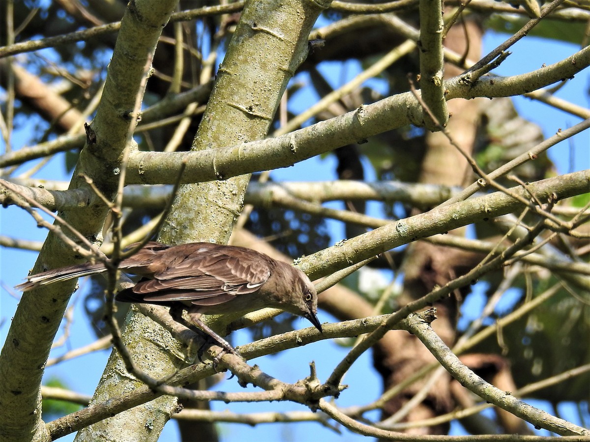 Chalk-browed Mockingbird - ML97280771