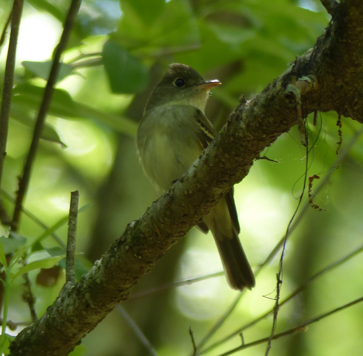 Acadian Flycatcher - ML97281911