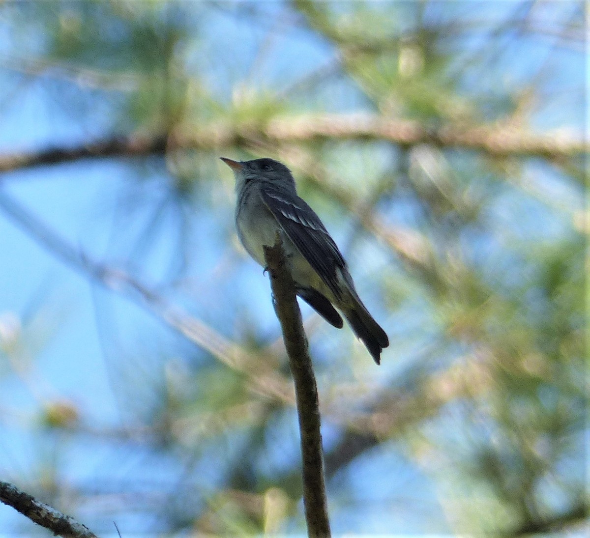 Eastern Wood-Pewee - ML97282171