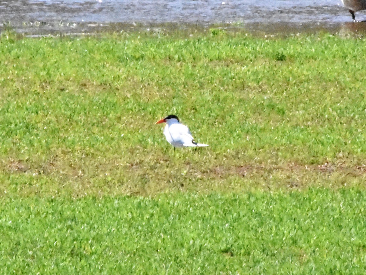 Caspian Tern - Weston Smith