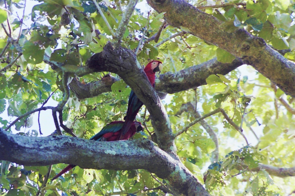 Red-and-green Macaw - ML97286101