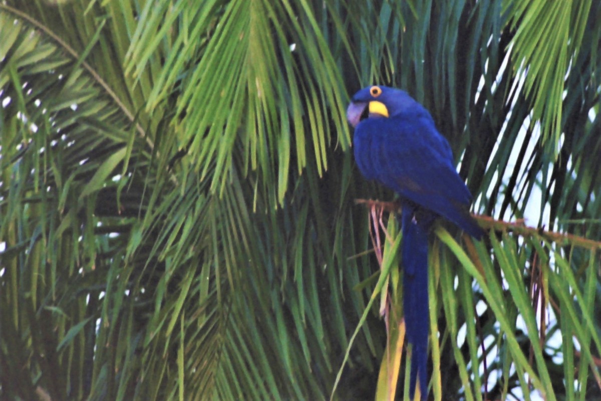 Hyacinth Macaw - ML97286211