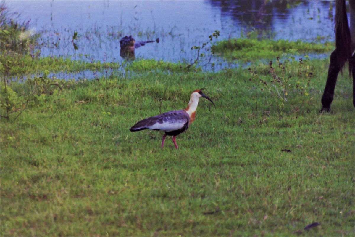 Buff-necked Ibis - ML97286281