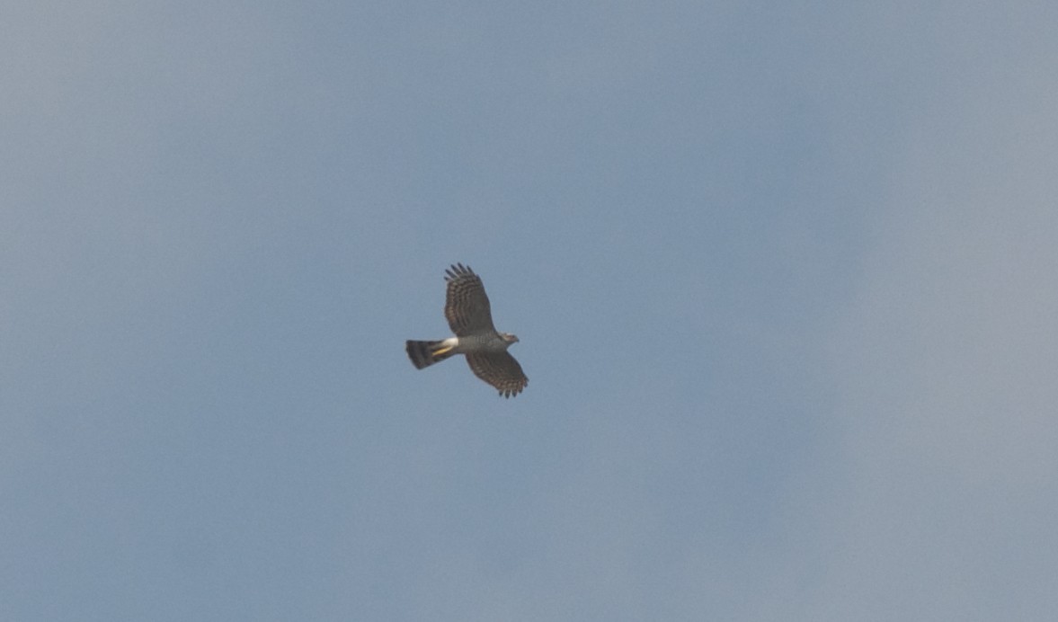 Eurasian Goshawk - ML97286831