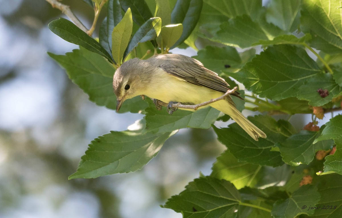 Warbling Vireo - Janey Woodley