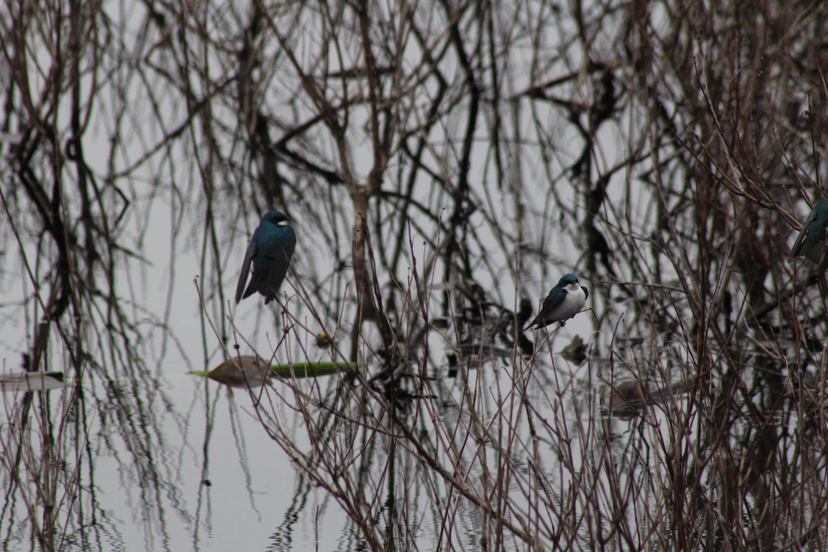 Tree Swallow - ML97287861