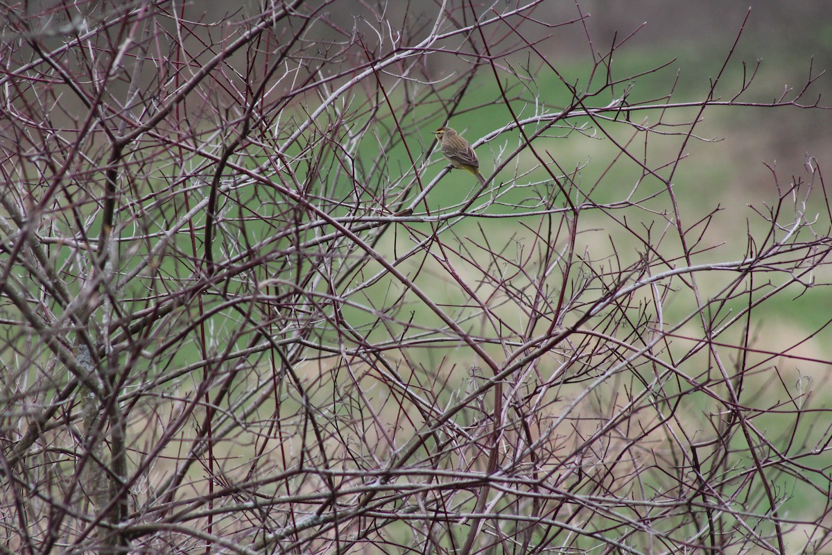 Palm Warbler (Western) - ML97287891