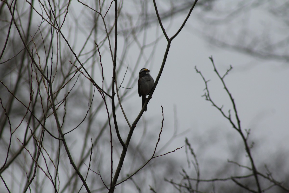 White-throated Sparrow - ML97288041