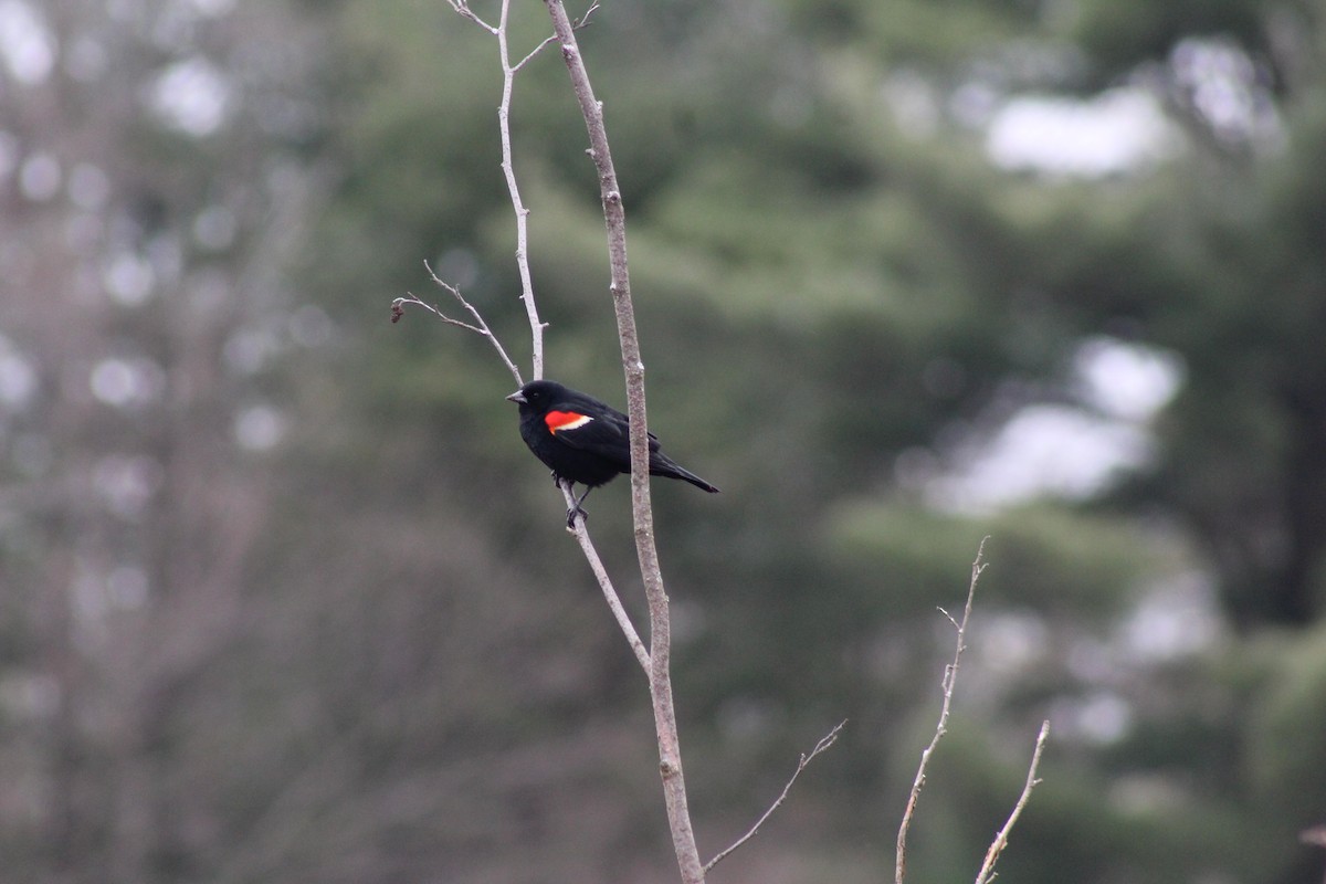 Red-winged Blackbird - ML97288051