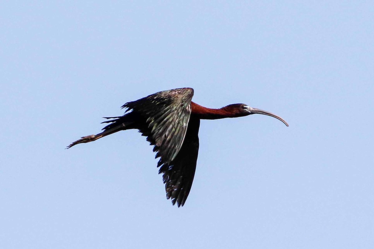 ibis hnědý - ML97288091