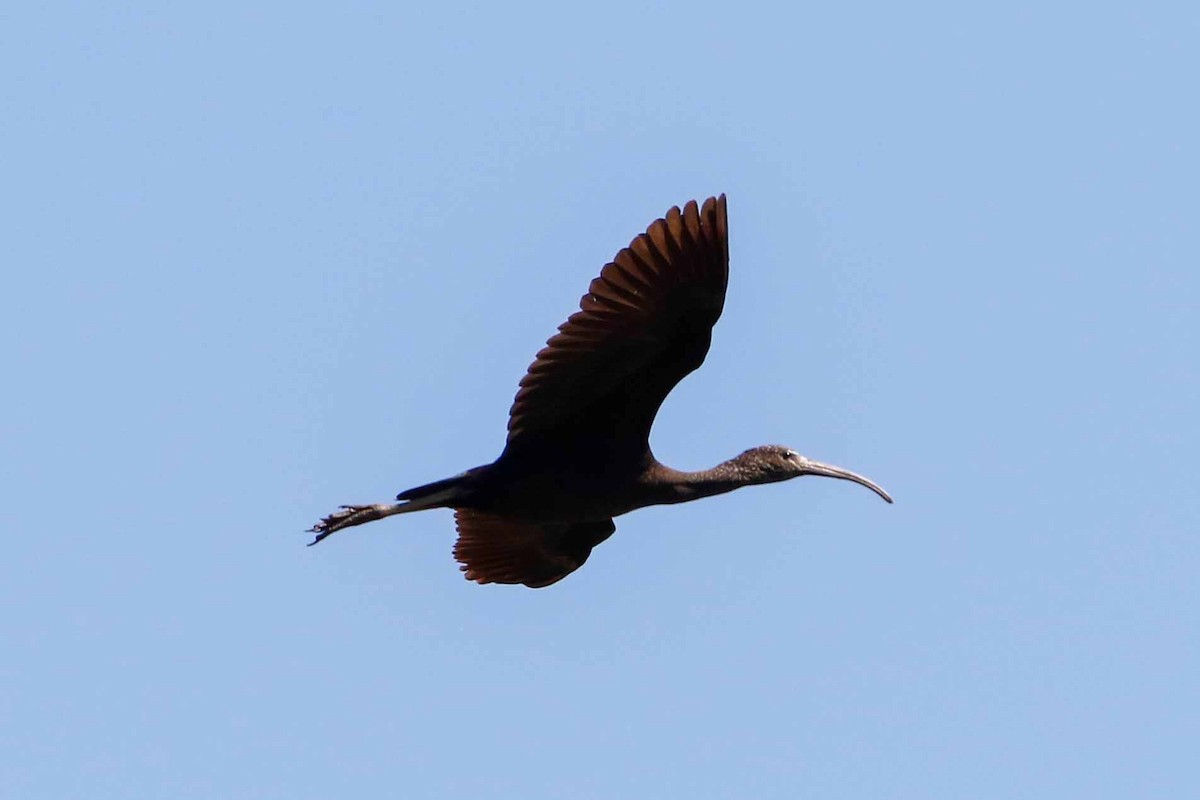 ibis hnědý - ML97288201