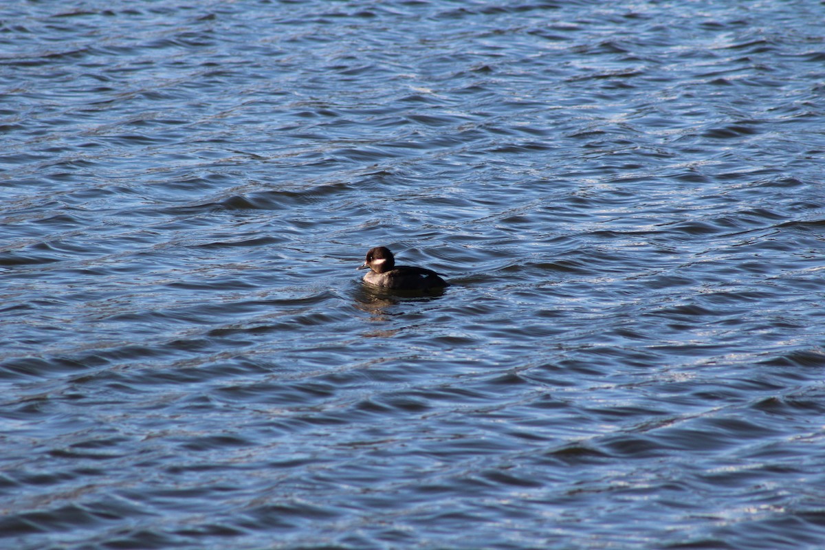 Bufflehead - ML97288221