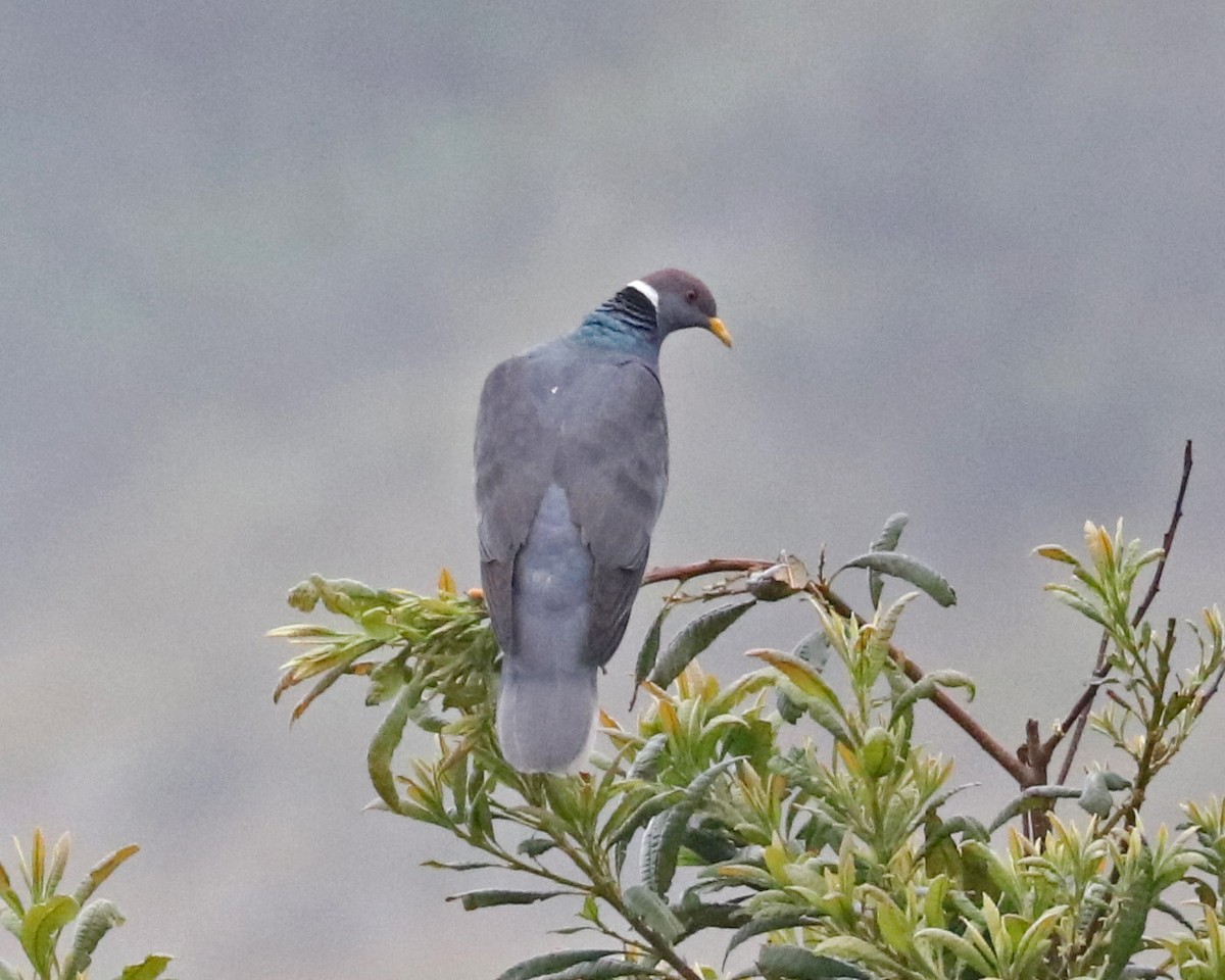 Band-tailed Pigeon - John Bruin