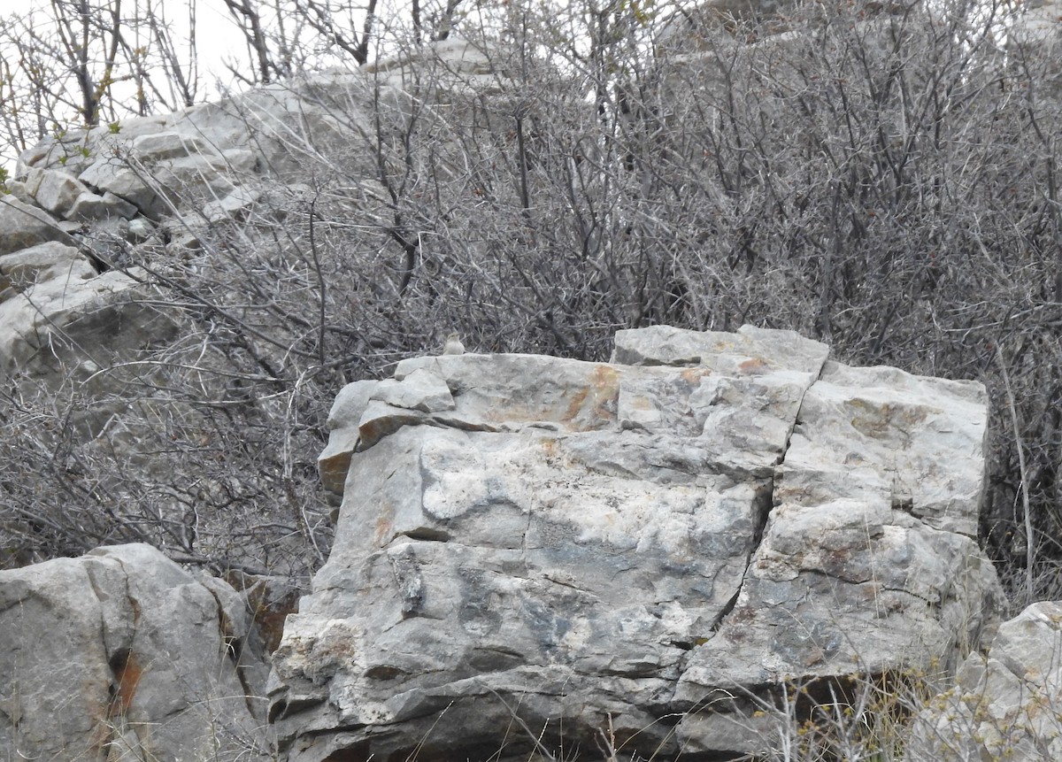 Troglodyte des rochers - ML97289251