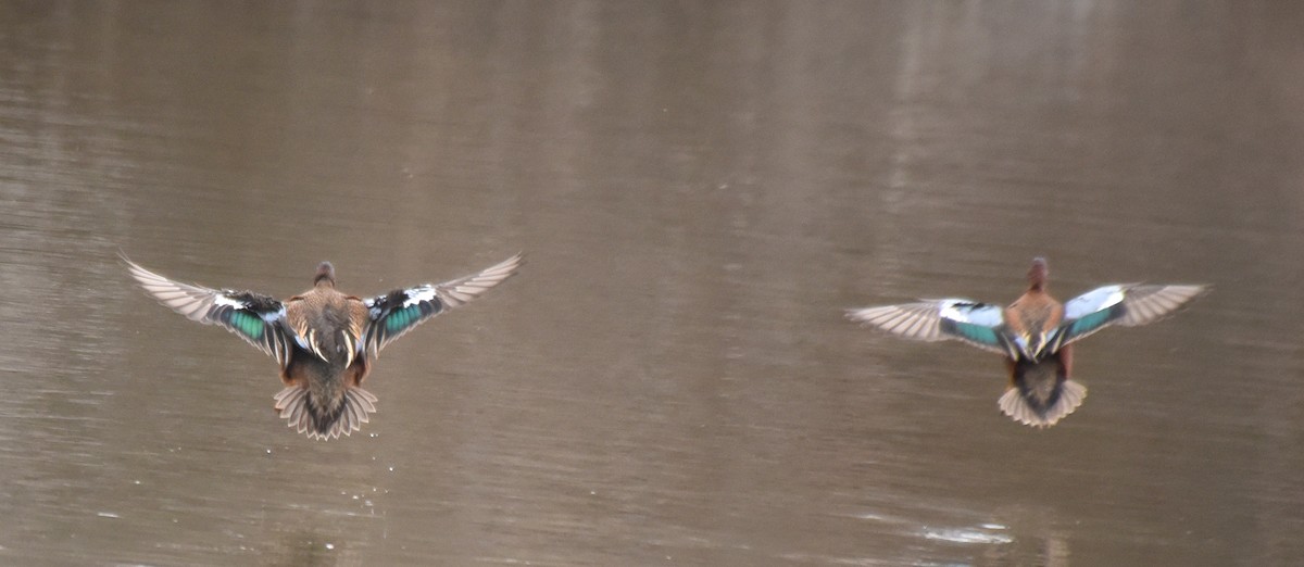 Cinnamon Teal x Northern Shoveler (hybrid) - ML97290771