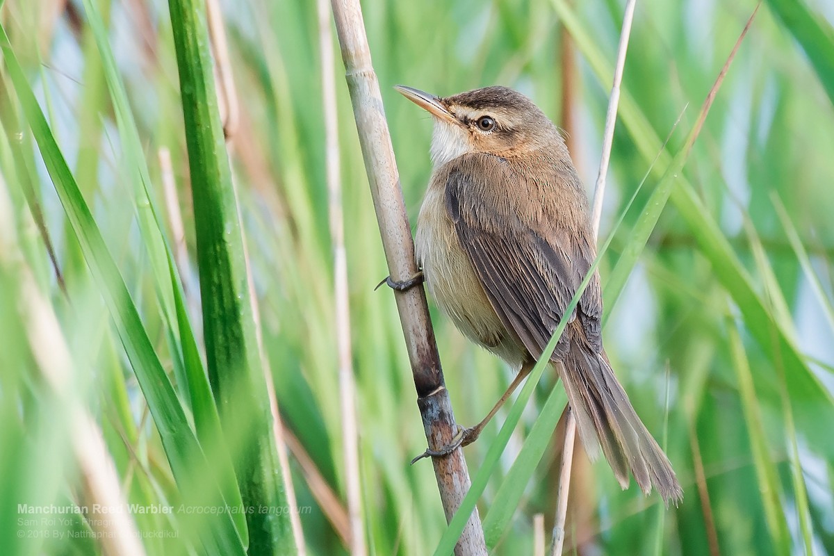 Manchurian Reed Warbler - ML97291041