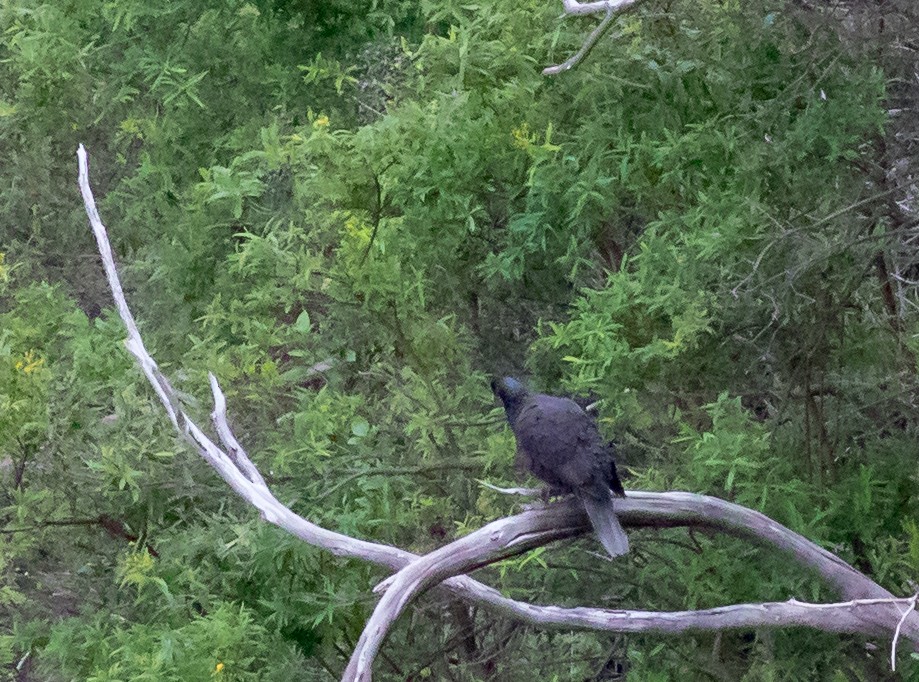 Laurel Pigeon - ML97291791