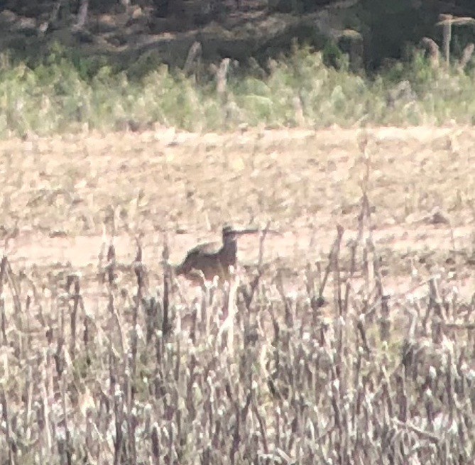 Whimbrel - Anonymous