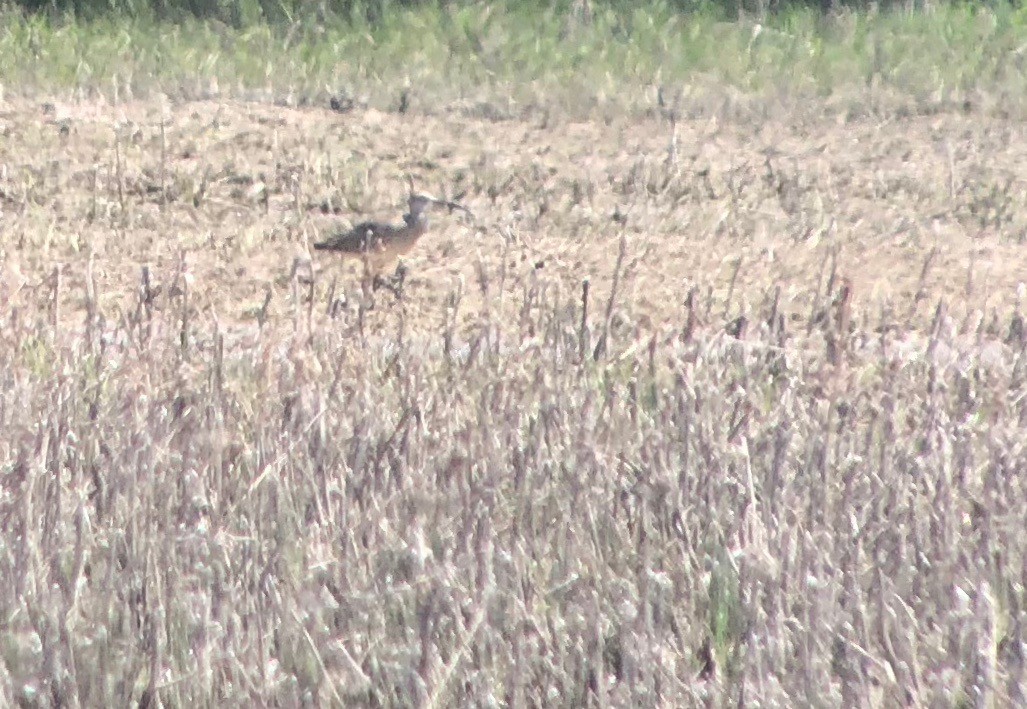 Whimbrel - Anonymous