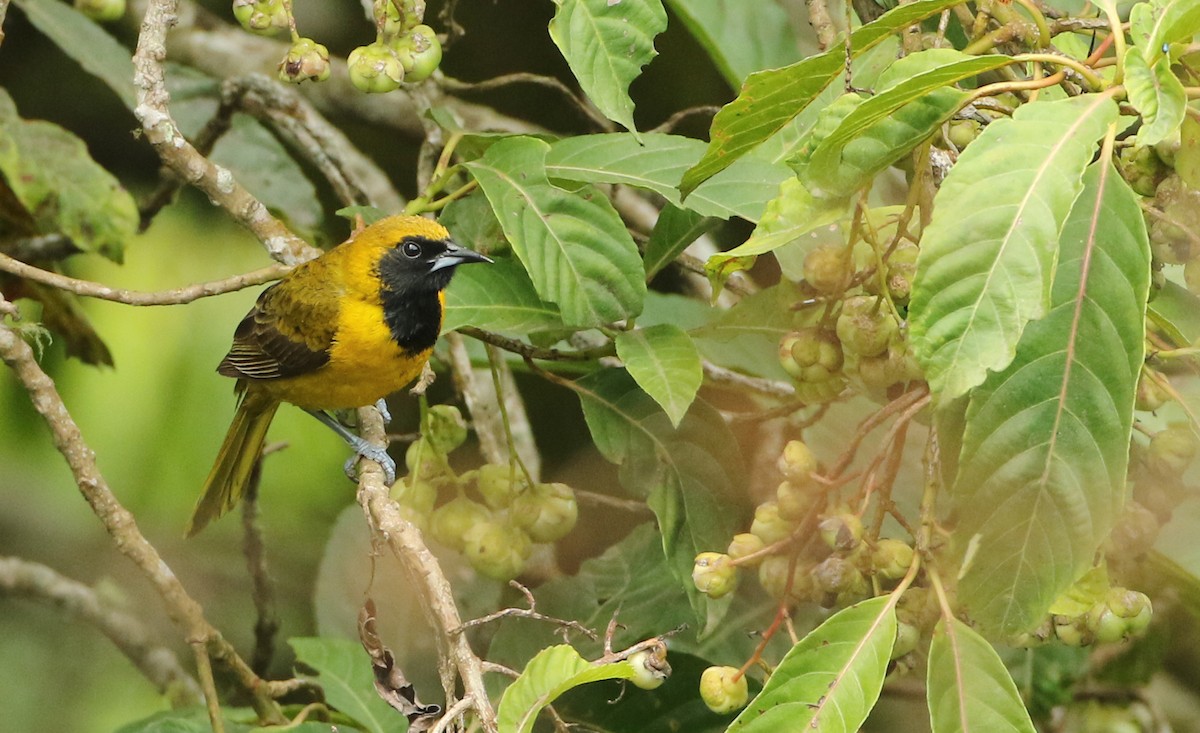 Bar-winged Oriole - ML97293281