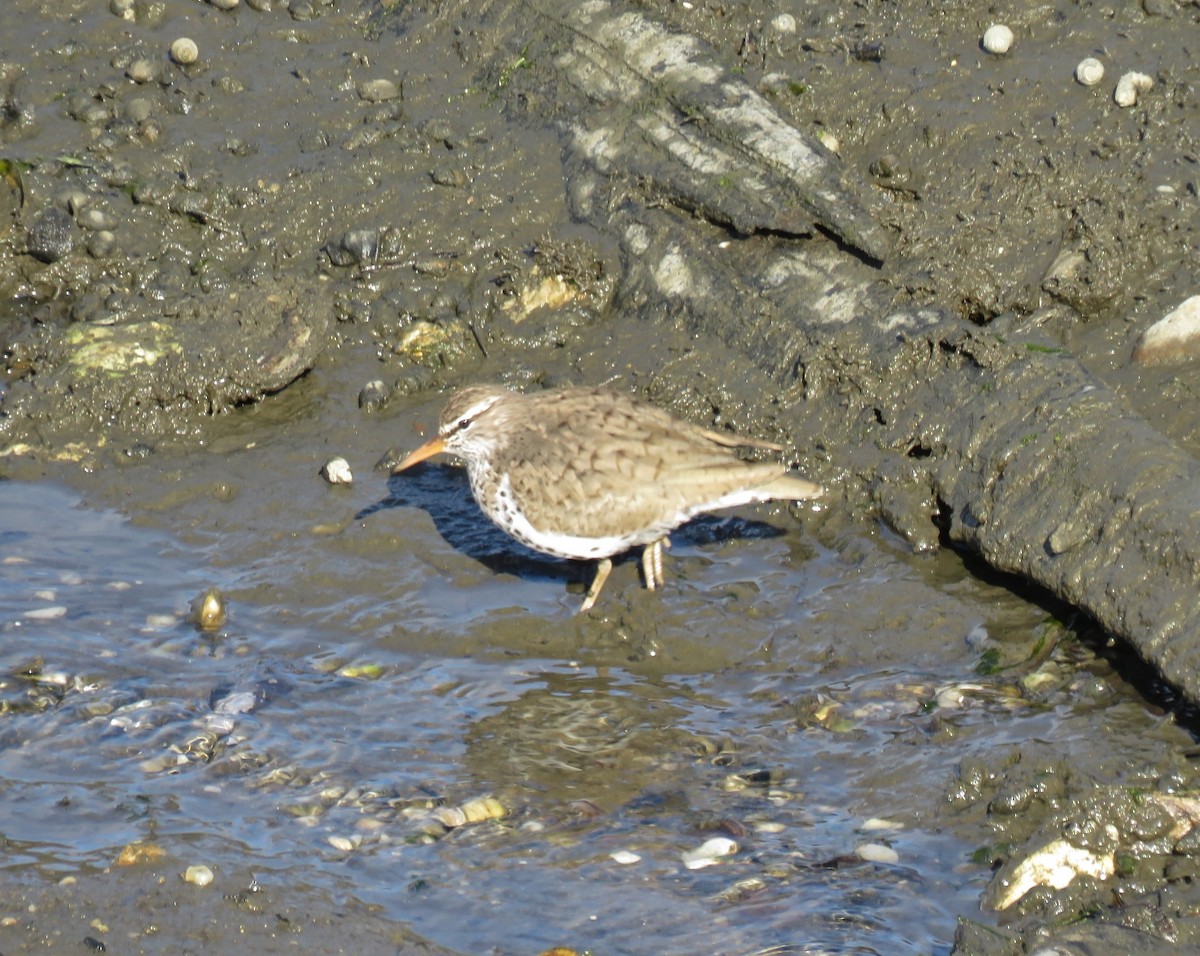 Spotted Sandpiper - Jennifer Wilson-Pines