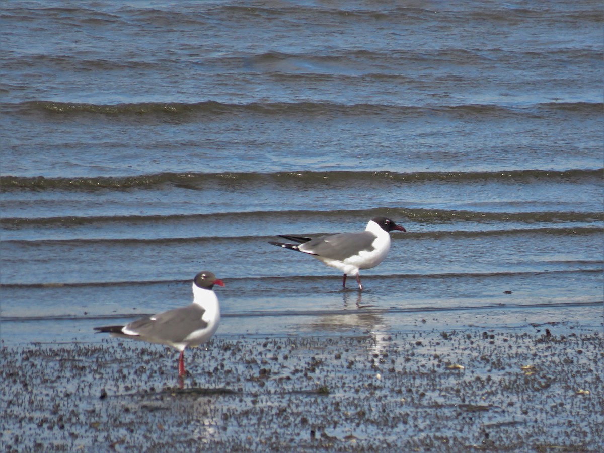 Laughing Gull - ML97293721