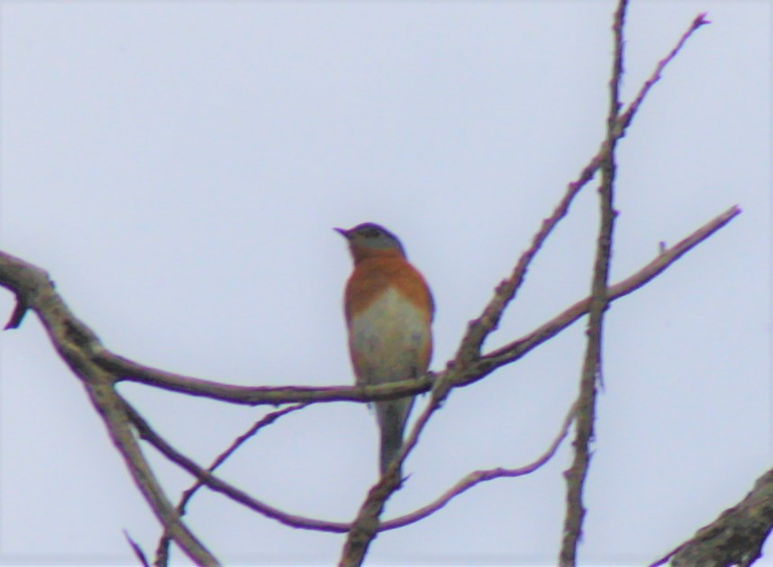 Eastern Bluebird - ML97295391